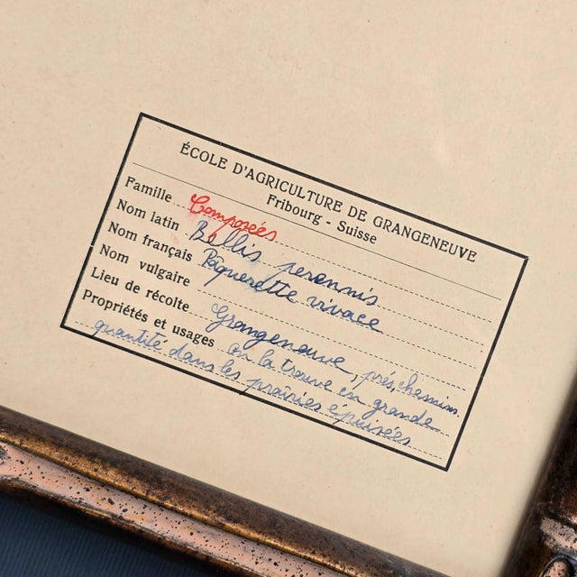 Swiss Herbarium Panels from École Dagriculture de Grangeneuve, 1920s, Set of 4 For Sale - Image 15 of 18