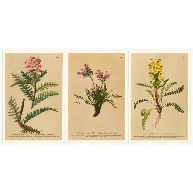 After Anton Hartinger, Pedicularis Botanical Plates, 1897, Chromolithographs, Set of 3 For Sale - Image 10 of 10