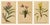 After Anton Hartinger, Pedicularis Botanical Plates, 1897, Chromolithographs, Set of 3 For Sale - Image 10 of 10