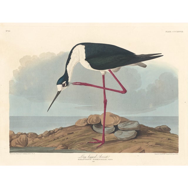 John James Audubon Collection of 4 Vintage 1966 John James Audubon Double-Sided Waterbird Prints For Sale - Image 4 of 9