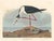 John James Audubon Collection of 4 Vintage 1966 John James Audubon Double-Sided Waterbird Prints For Sale - Image 4 of 9