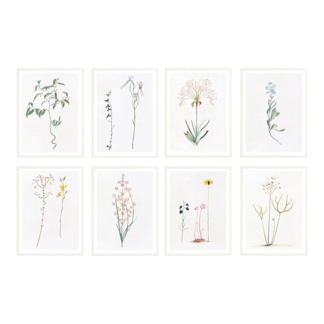 Celerie Kemble Curated Australian Botanical Set of 8 (16X20) in White Frame For Sale