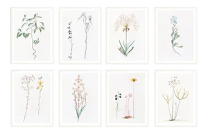 Celerie Kemble Curated Australian Botanical Set of 8 (16X20) in White Frame