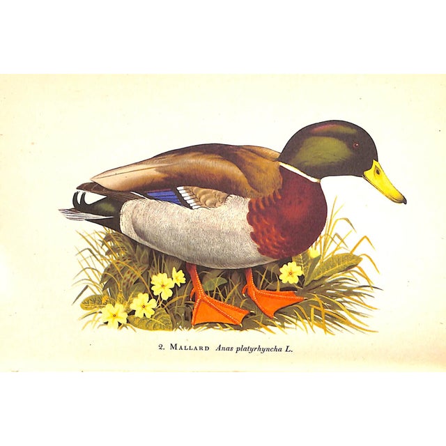 "A Book of Ducks" 1951 Barclay-Smith, Phyllis For Sale In New York - Image 6 of 10