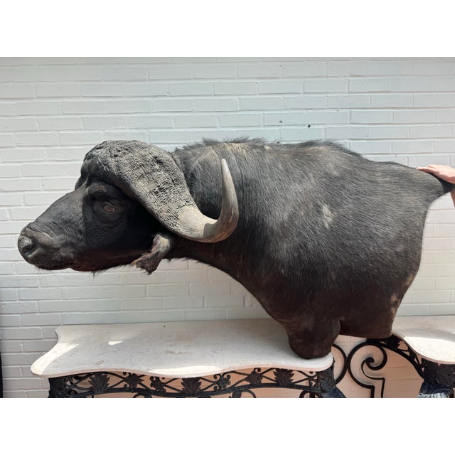 African Late 20th Century Cape Buffalo From Africa Custom Wall Mount Taxidermy For Sale - Image 3 of 12