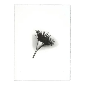 "Botanica VIII" - Black & White Gum Dichromate Print by S. Howard