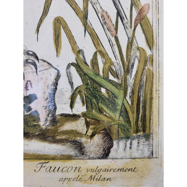 Magdalena Bouchard, Falcon, 18th Century, Engraving For Sale - Image 3 of 9