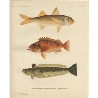 Red Mullet, Norway Redfish, and Greater Weever - Vibrant Fish Lithography, 1895 For Sale