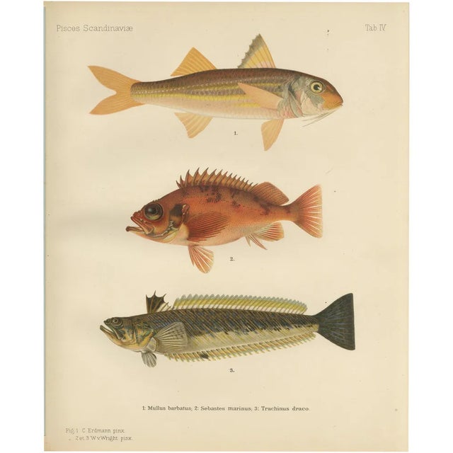 Red Mullet, Norway Redfish, and Greater Weever - Vibrant Fish Lithography, 1895 For Sale