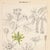 Mid-Century Modern Scientific Maple Anatomy Lithograph | Hand-Colored Antique Botanical Print For Sale - Image 3 of 5