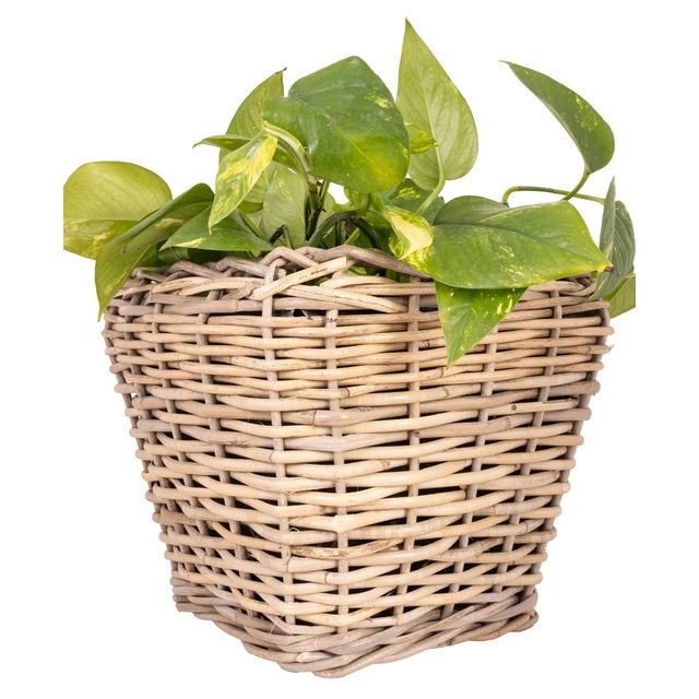Wood Artifacts Rattan Square Tapered Planter with Black Plastic Insert, Natural, 11.5" For Sale - Image 7 of 10