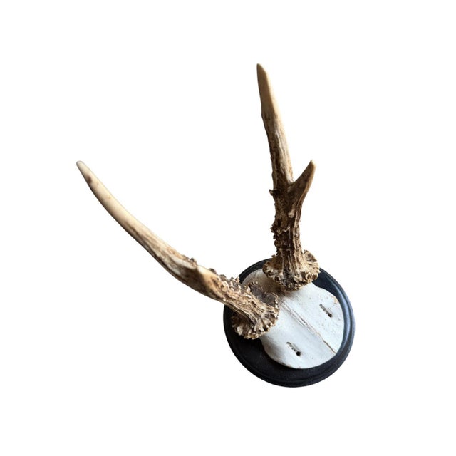 Cabin Roe Deer Trophy 204 Black Forest Antlers Mount For Sale - Image 3 of 5