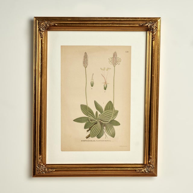 Antique Group of Nine Hand Colored Botanical Prints For Sale - Image 15 of 18