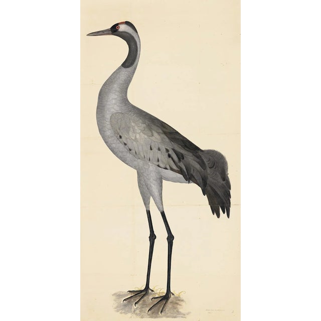 2010s Blue Birds Prints With Roma Moulding - a Pair For Sale - Image 5 of 12