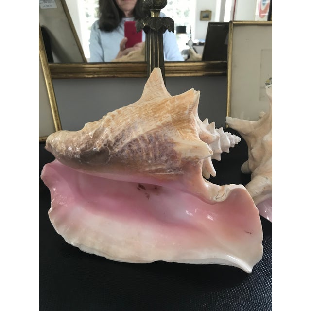 Natural Bahamian Pink Conch Shell a Pair Chairish