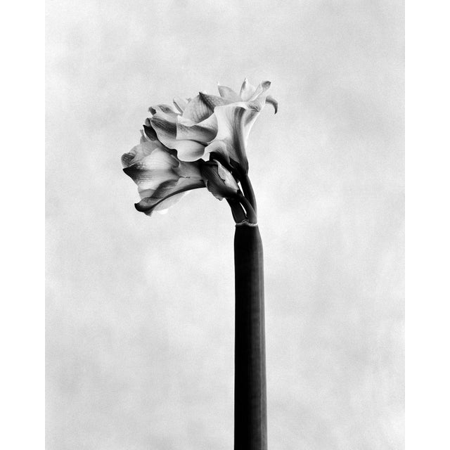 Amaryllis' An analogue black-and-white photograph produced as an archival pigment print on Hahnemühle Photo Rag Baryta....