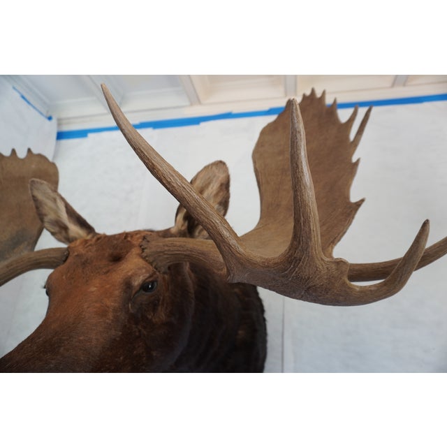 Moose Head Bust Mount For Sale - Image 9 of 18