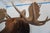 Moose Head Bust Mount For Sale - Image 9 of 18