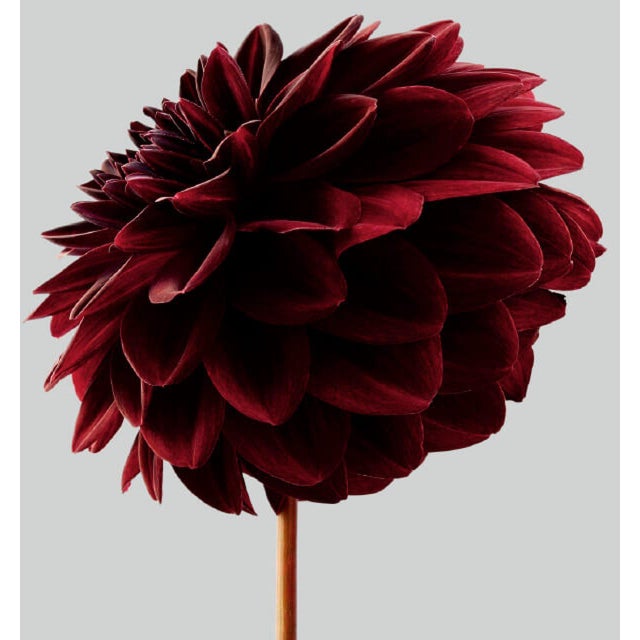 Dahlia 1 is a gorgeous Archival Inkjet Print by contemporary photographer Philip Gatward. This print size 16" x 20" in a...