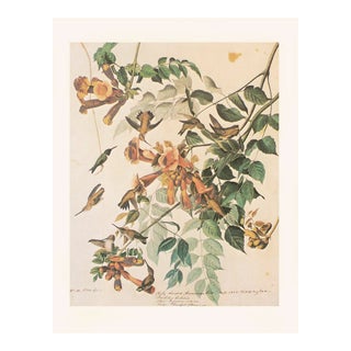 1966 Vintage Cottage Print "Ruby-Throated Hummingbird" After John James Audubon For Sale