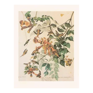 1966 Vintage Cottage Print "Ruby-Throated Hummingbird" After John James Audubon