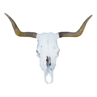 Western Southwestern Longhorn Cow Bull Steer Skull Horns Taxidermy 26" For Sale