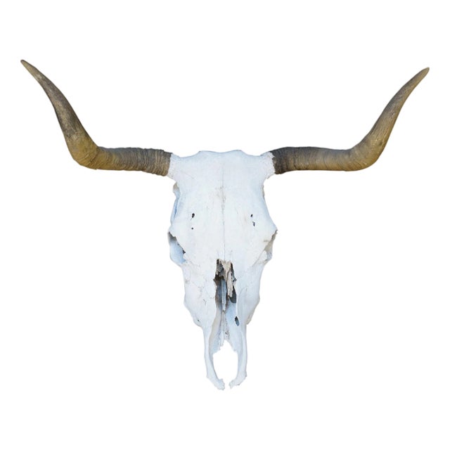 Western Southwestern Longhorn Cow Bull Steer Skull Horns Taxidermy 26" For Sale