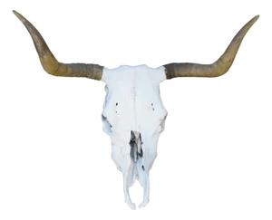 Western Southwestern Longhorn Cow Bull Steer Skull Horns Taxidermy 26"