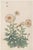 Daisy by Keika Hasegawa, Vintage Japanese Botanical Art Print, 20" X 30" For Sale