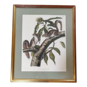 Mid 19th Century Framed Original Imperial Audubon Print From the Viviparous Quadrupeds of North America