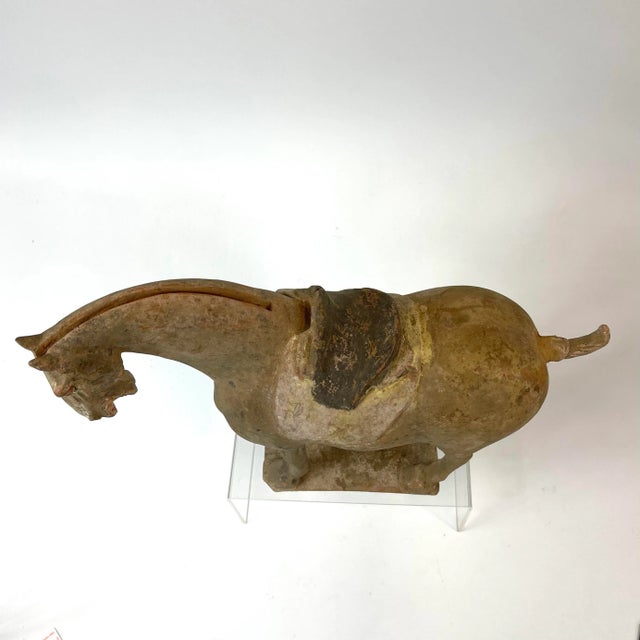 Chinese Tang Dynasty Terra Cotta Horse For Sale - Image 4 of 13