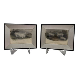 Mid 20th Century Framed Sheep Engravings Bakewell Ram Oxfordshire Downs - Set of 2 For Sale