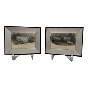 Mid 20th Century Framed Sheep Engravings Bakewell Ram Oxfordshire Downs - Set of 2