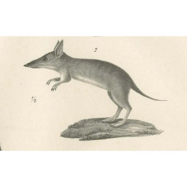 C.C. G. Zool., Marsupials Showing the Potoroo and Kangaroo Rat, 1836, Lithograph For Sale - Image 4 of 10
