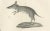 C.C. G. Zool., Marsupials Showing the Potoroo and Kangaroo Rat, 1836, Lithograph For Sale - Image 4 of 10