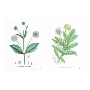 1828 Pair of Scabiosa Antique French Botanicals
