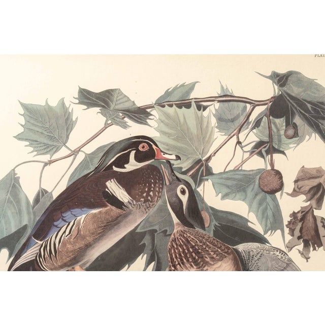 Realism Vintage "Summer or Wood Duck" Framed Audubon Print For Sale - Image 3 of 6