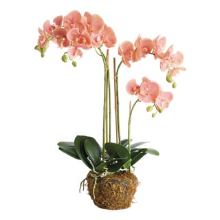 Phalaenopsis Orchid Drop-In 30" For Sale