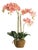 Phalaenopsis Orchid Drop-In 30" For Sale