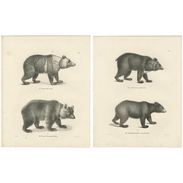 Majestic Bears, 1836, Print, Set of 2 For Sale - Image 12 of 12