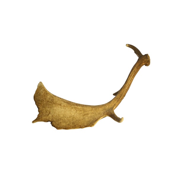 European Collection of Elk and Moose Antlers - Set of 9 For Sale - Image 12 of 18