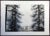 1980s "Olympia" Pine Trees Landscape Etching by Catherine Ruane O'Connor For Sale In Denver - Image 6 of 6