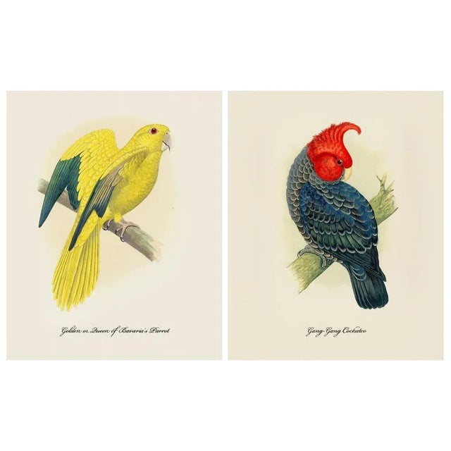 After 1884 Alexander Francis Lydon, Parrot Reproduction - Set of 12 ...