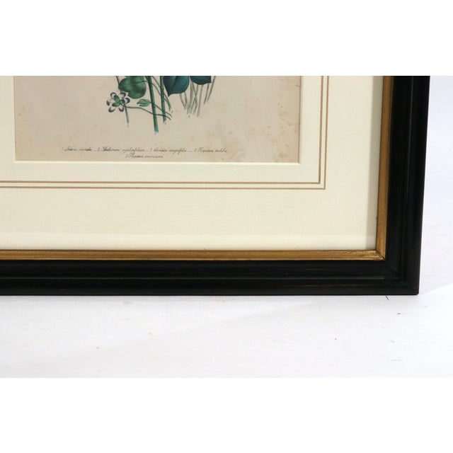 Cream Mid 19th Century Jane Wells Loudon Botanical Prints Framed - a Pair For Sale - Image 8 of 12