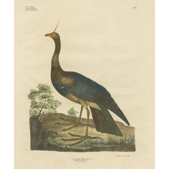 Antique bird print titled 'Gatt Palamedea'. Large lithograph of the horned screamer, a member of a small family of birds,...