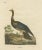 Antique bird print titled 'Gatt Palamedea'. Large lithograph of the horned screamer, a member of a small family of birds,...
