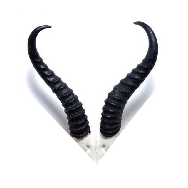 African Springbok Horn, V Skull For Sale - Image 4 of 4
