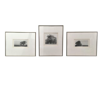 'Trees' Framed Photographs Spring Morning, Early Spring, Winter - Set of 3 For Sale