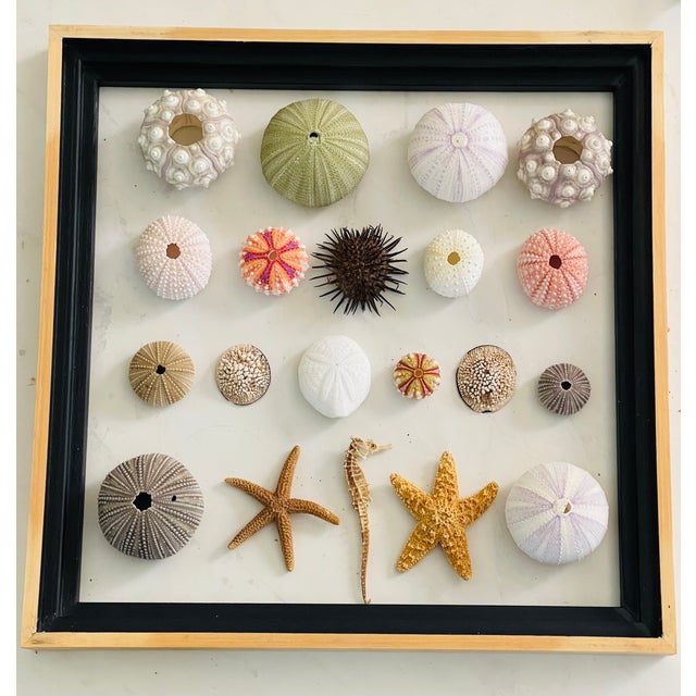 20 Th C Sea Shell Collection in Shadowbox Frame For Sale - Image 4 of 6