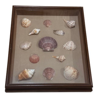 Vintage Framed Seashell Shadow Box For Sale